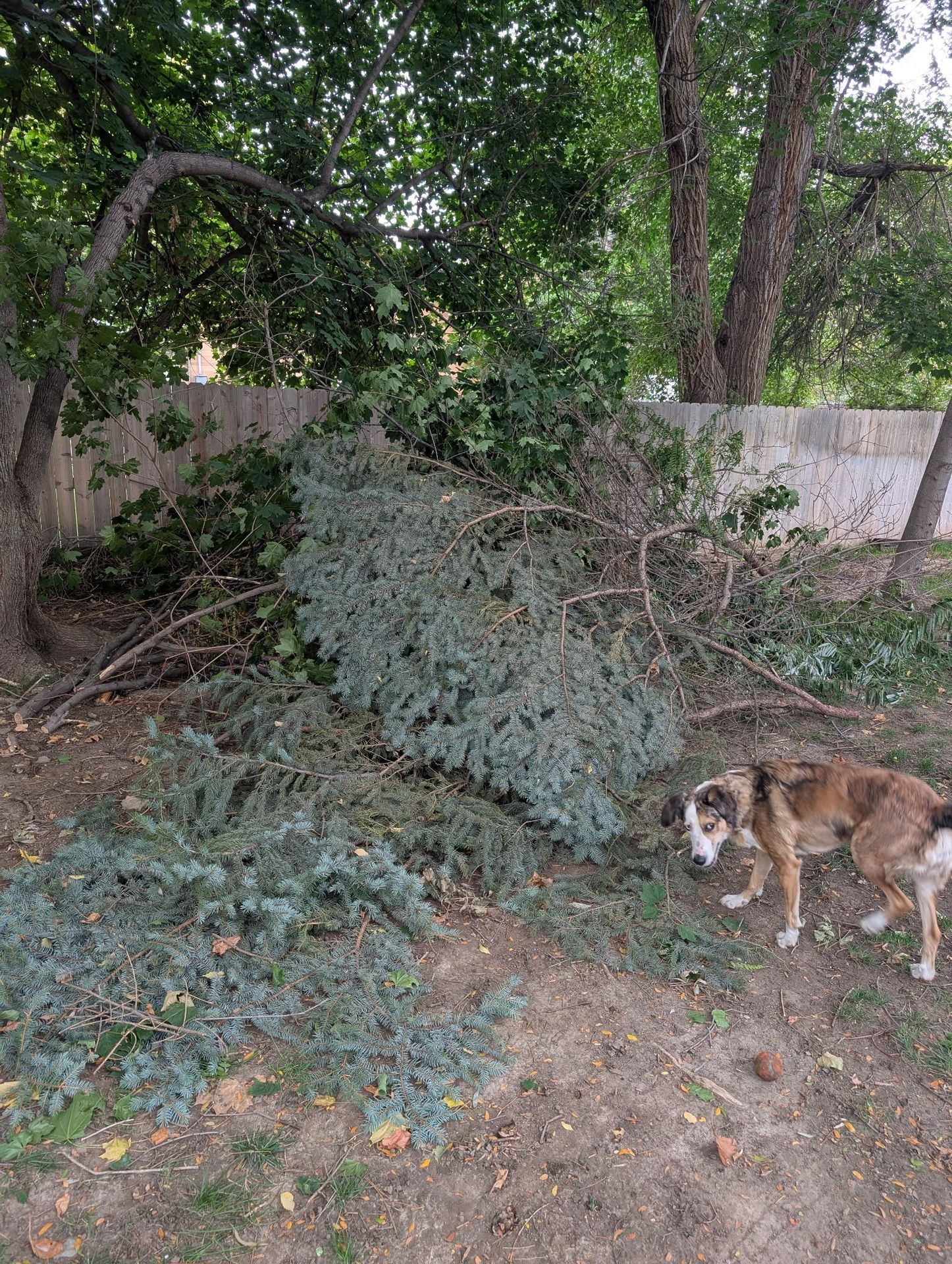 Before Tree Limb Removal