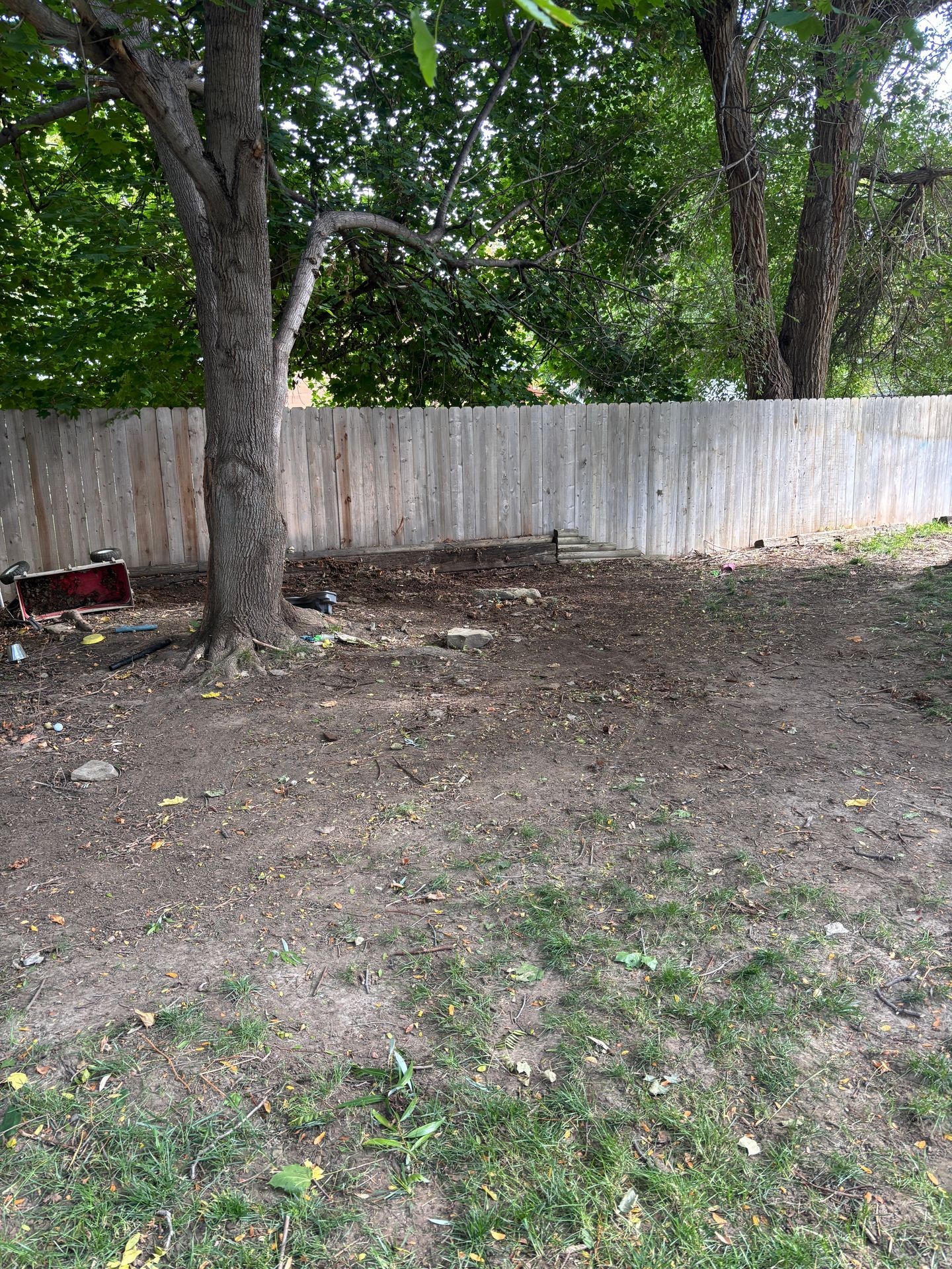 After Tree Limb Removal